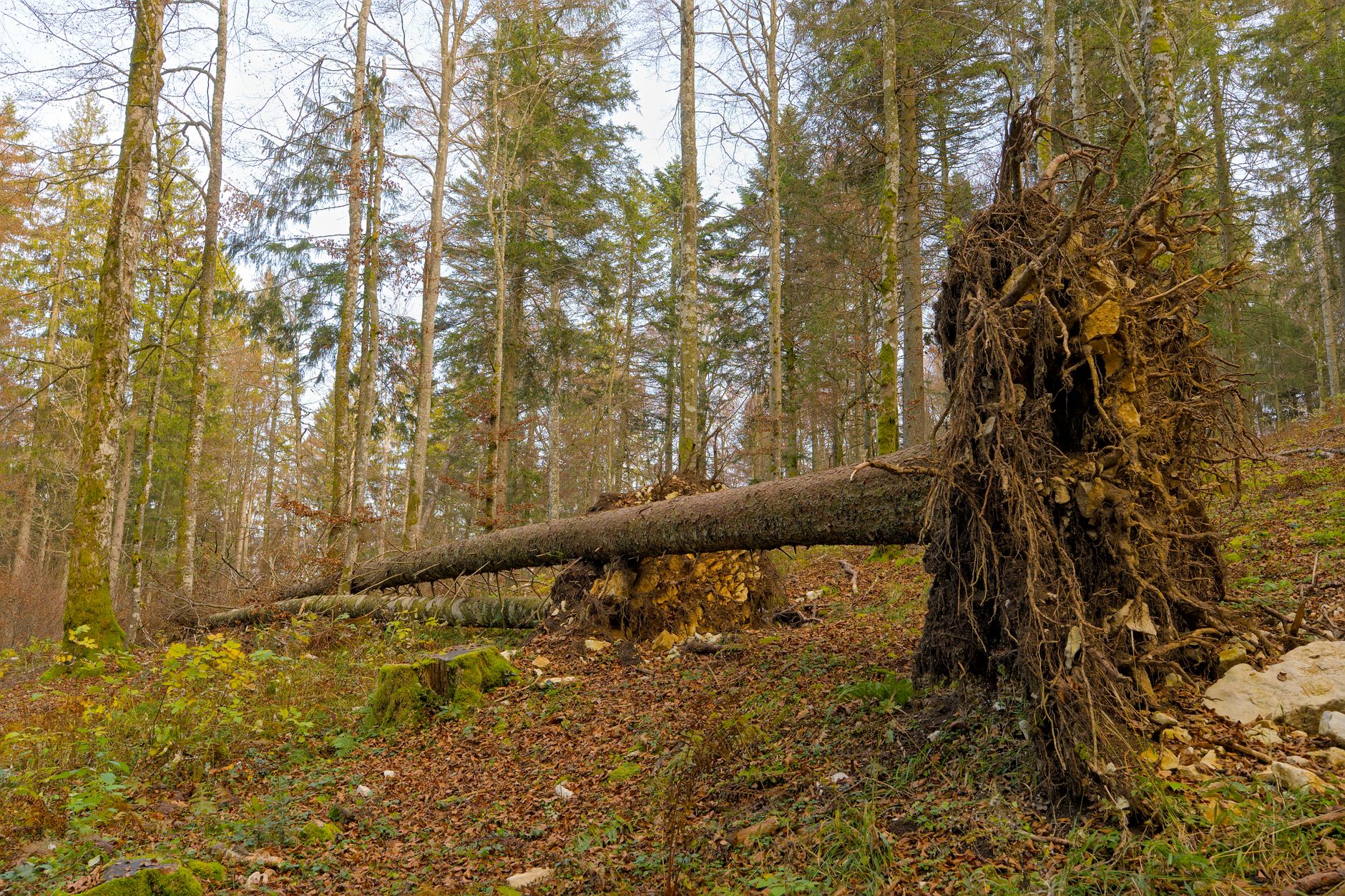 Enlèvement arbre urgence équipe à Hénin-Beaumont